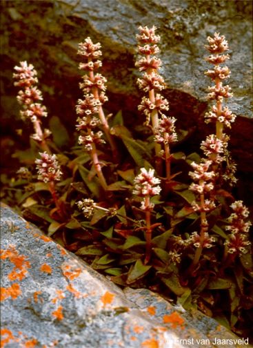 Crassula brachystachya in flower in habitat 