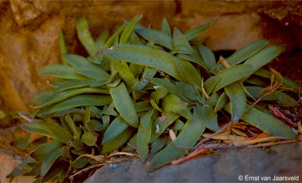 Crassula brachystachya in its cliff-face habitat