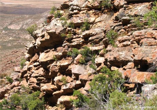 The broken cliff at Tuinskloof, Touwsrivier, Western Cape, habitat of Crassula brachystachya