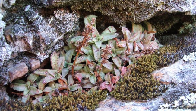 Crassula brachystachya growing among moss on a cliff at Tuinskloof