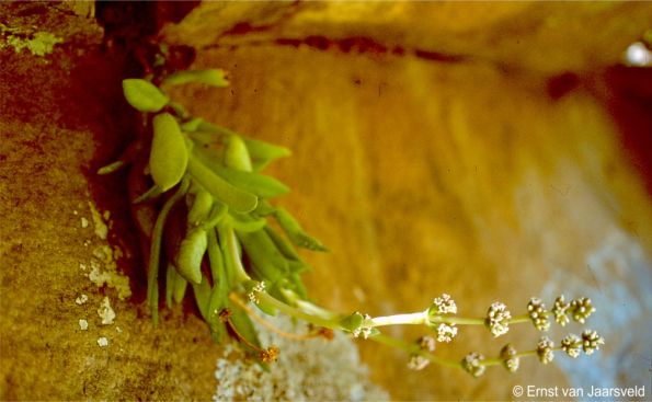 Crassula brachystachya in flower, growing below an overhang