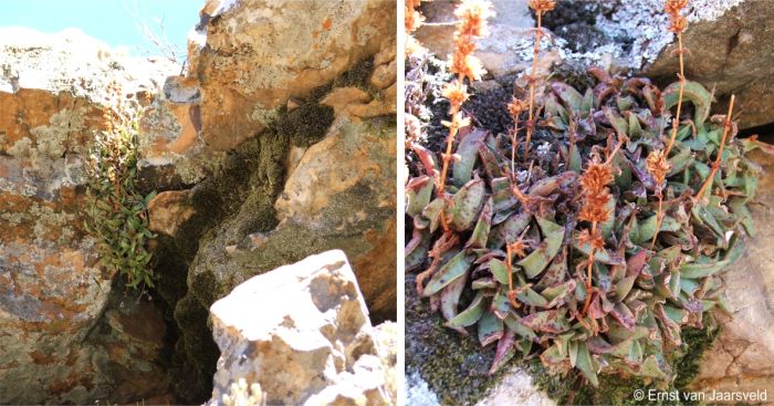 Crassula brachystachya growing on a sandstone cliff at Tuinskloof