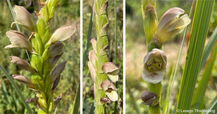 Gladiolus sericeovillosus flowers and leaf