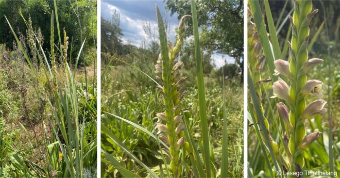 Gladiolus sericeovillosus plant in flower showing inflorescence