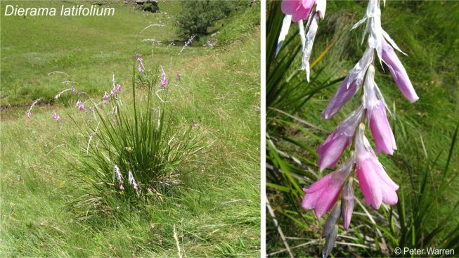 Dierama latifolium