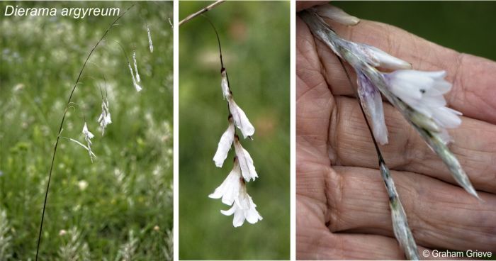 Dierama argyreum