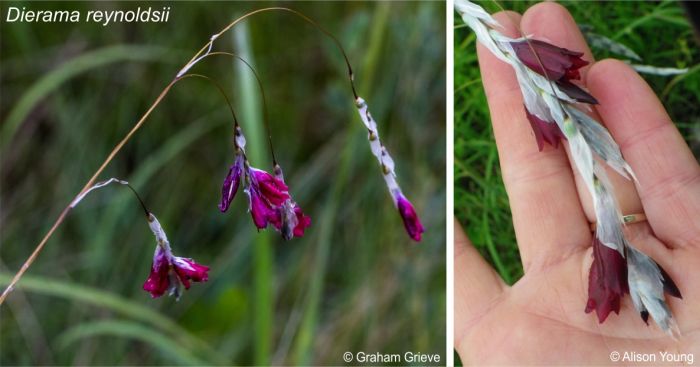 Dierama reynoldsii