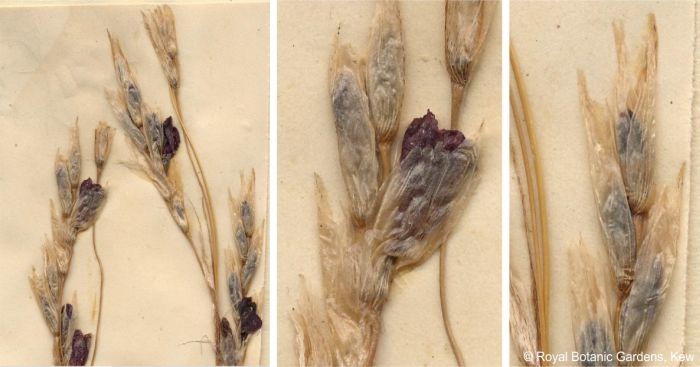 Dierama dubium detail of type specimen, showing bracts and flowers