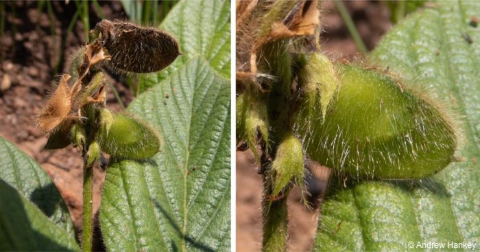 Eriosema cordatum pods