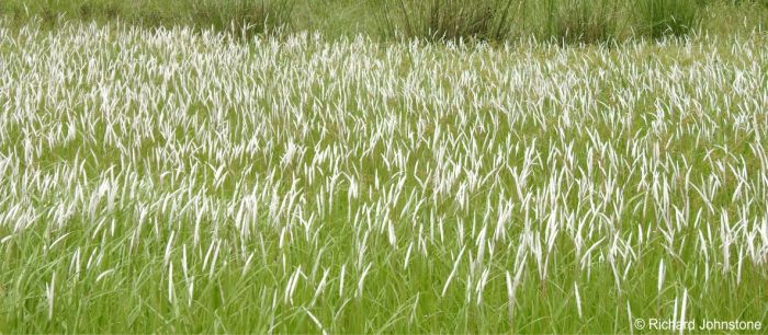 Imperata cylindrica in flower in habitat