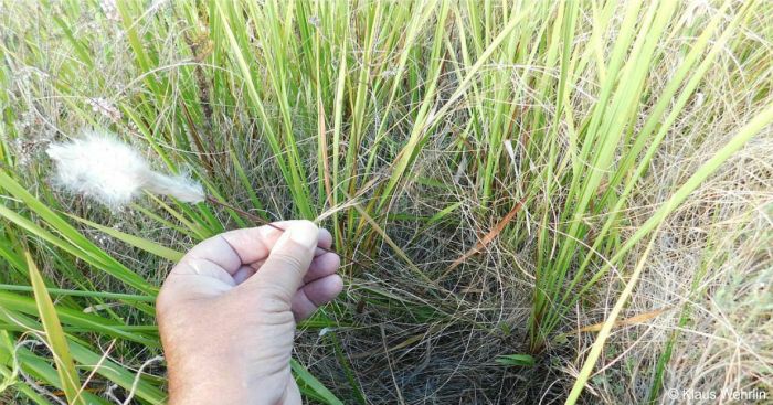 Habit of Imperata cylindrica 