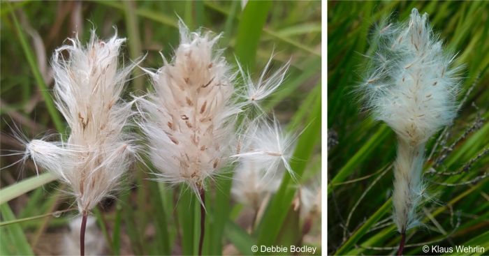 Imperata cylindrica inflorescence showing spikelets and seeds