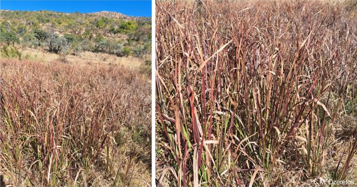 Imperata cylindrica in habitat