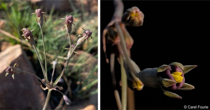 Tulbaghia pretoriensis, inflorescence and flower