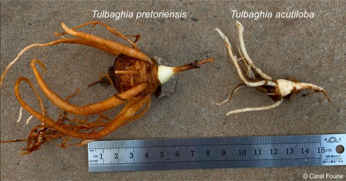 Tulbaghia pretoriensis bulb vs Tulbaghia acutiloba bulb