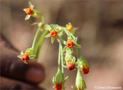 Tulbaghia pretoriensis