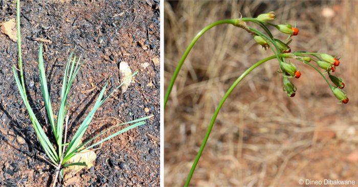 Tulbaghia pretoriensis, leaves and inflorescence