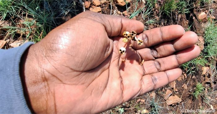 Tulbaghia pretoriensis, fruits