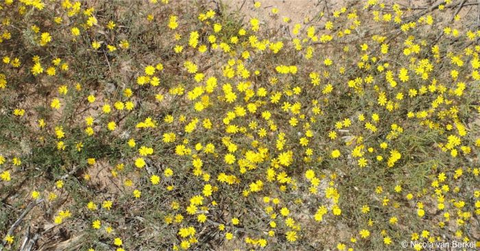 Leysera tenella, forms a carpet of flowers in spring