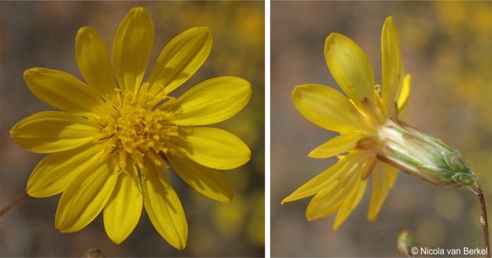 Leysera tenella, daisy-like flower heads