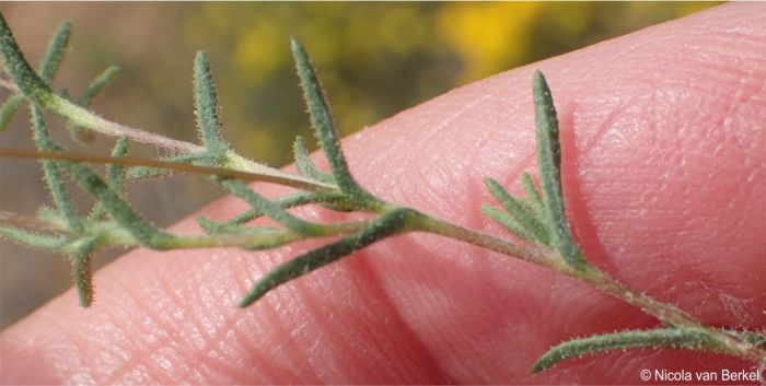 Leysera tenella, stem and leaves, showing stalked glands