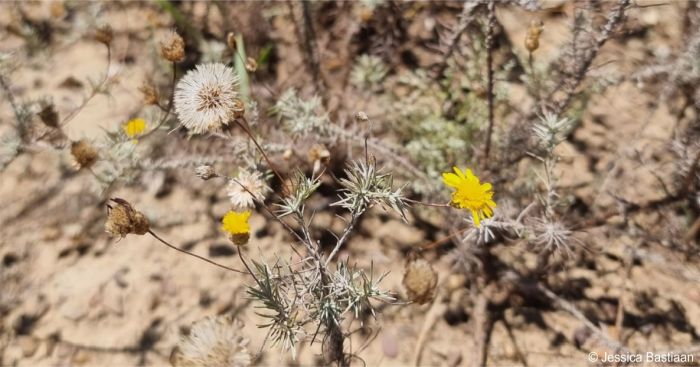 Leysera tenella, plant in seed