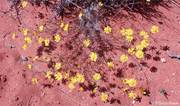 Leysera tenella, plant in habitat