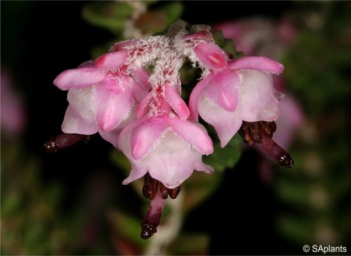 Erica uysii 