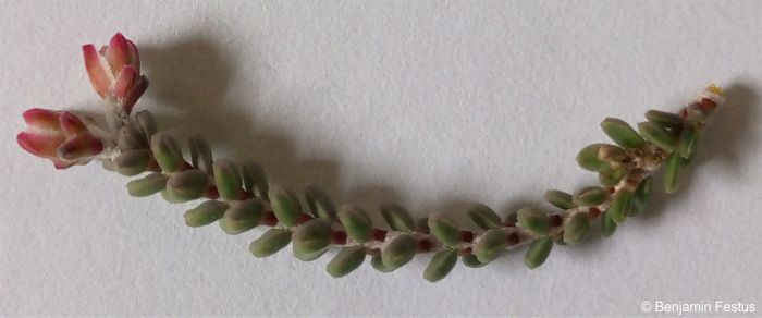 Stem of Erica uysii showing leaves and flower buds