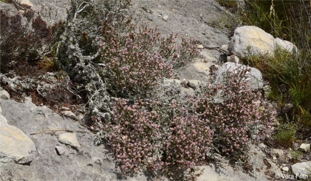 Erica uysii in habitat, growing among limestone rocks