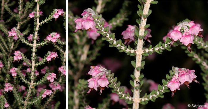 Erica uysii in flower, Kirstenbosch National Botanical Garden