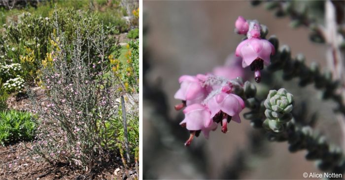 Erica uysii in the Erica Garden, Kirstenbosch National Botanical Garden