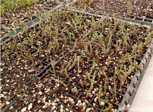 Cuttings of Erica uysii, Kirstenbosch National Botanical Garden