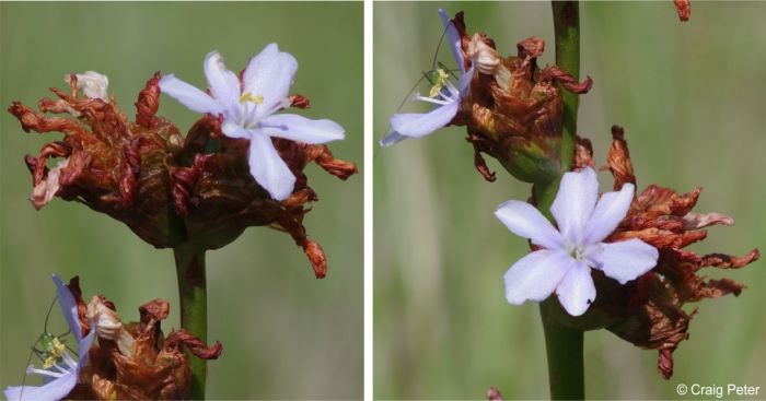 Aristea grandis flowers