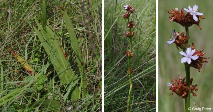 Aristea grandis, leaves and inflorescence