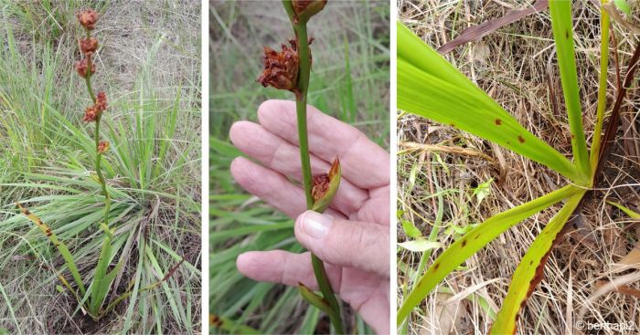 Aristea grandis, plant showing leaves, inflorescence and floral spathe