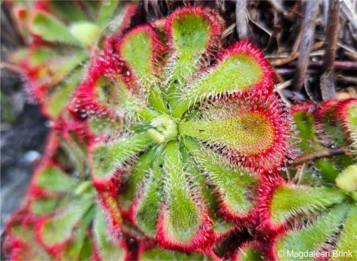 Drosera xerophila 