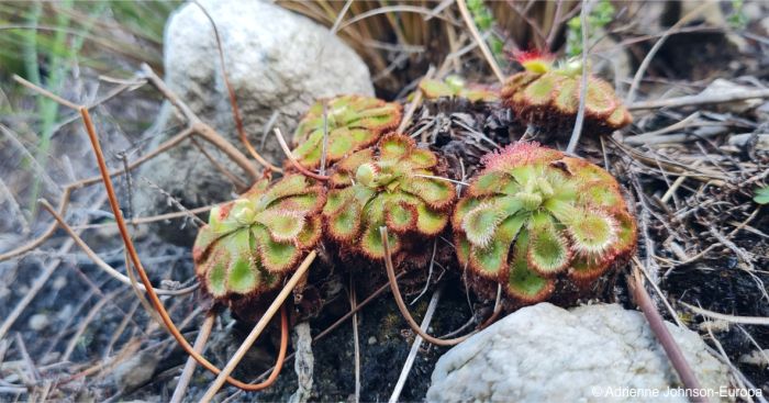 Drosera xerophila, growing on a slope, note the stacks of dead leaf rosettes below the green leaves