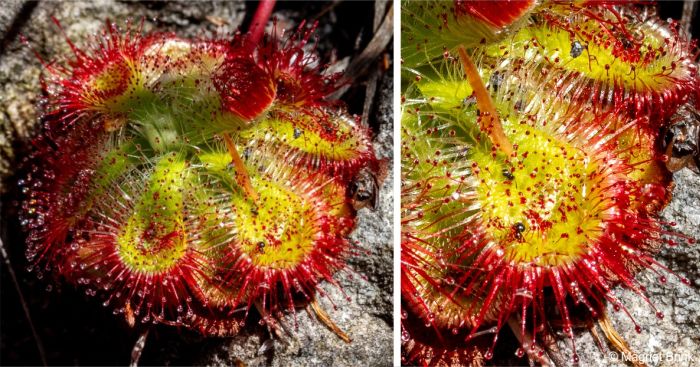 Drosera xerophila with captured insects on the leaves