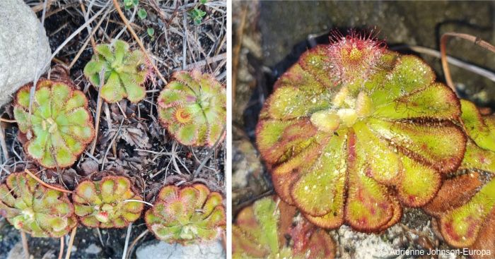 Drosera xerophila 