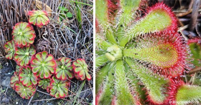 Drosera xerophila, growing in habitat and a close-up of the leaves showing the tentacles.