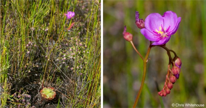 Drosera xerophila, in flower in habitat