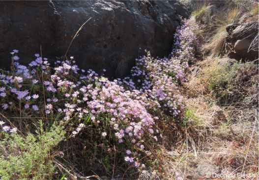 Felicia petiolata in flower in habitat