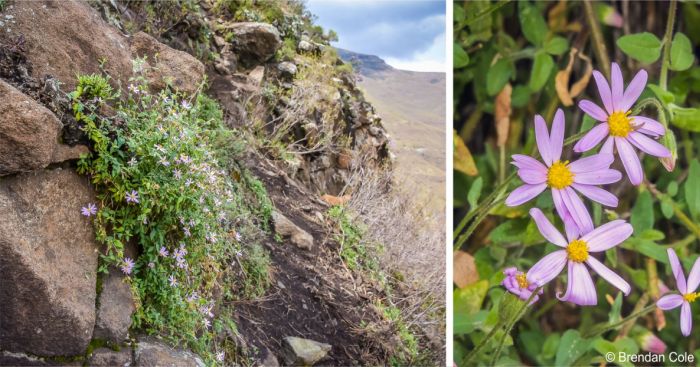 Felicia petiolata in flower in habitat