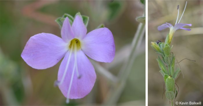 Barleria soutpansbergensis flower