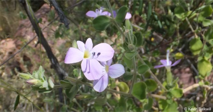 Barleria soutpansbergensis growing in open woodland