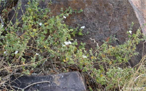 Barleria soutpansbergensis white-flowered plant in habitat