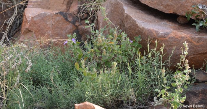 Barleria soutpansbergensis mauve-flowered plant in habitat