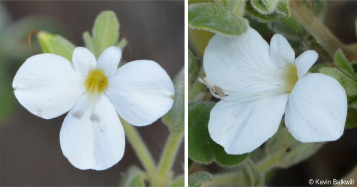 Barleria soutpansbergensis white flower