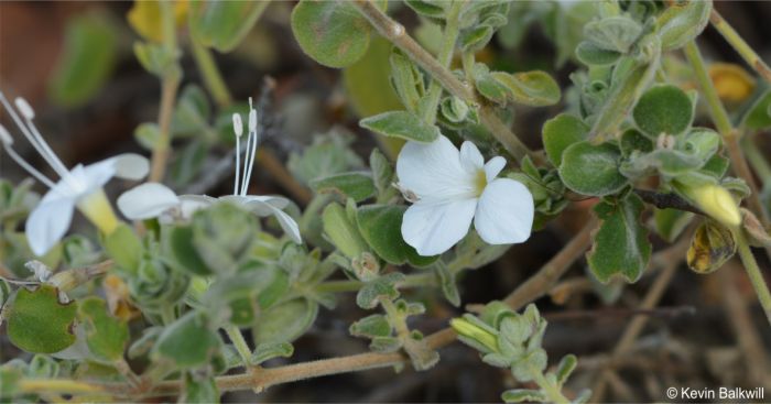 Barleria soutpansbergensis showing stems that turn brown with age